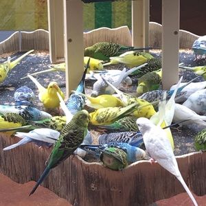 Meet your Posher, Grace